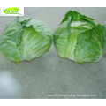 Bulk Chinese Mesh Bag Fresh White Round Cabbage Vegetable